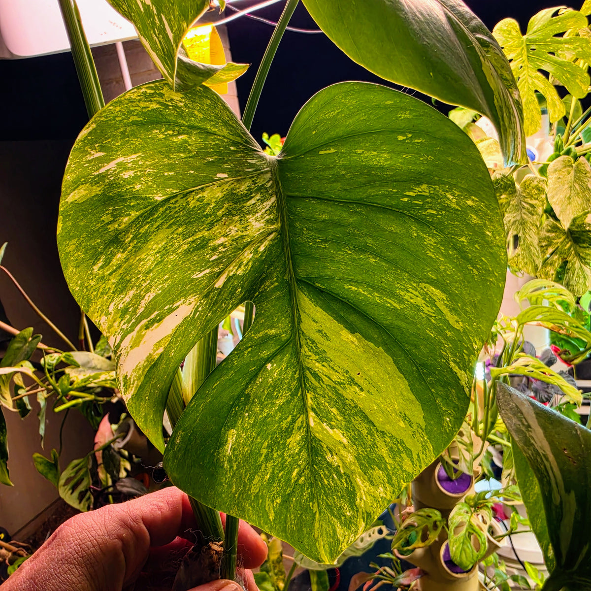 4 Leaf Monstera Albo Cutting PRICE INCLUDES SHIPPING