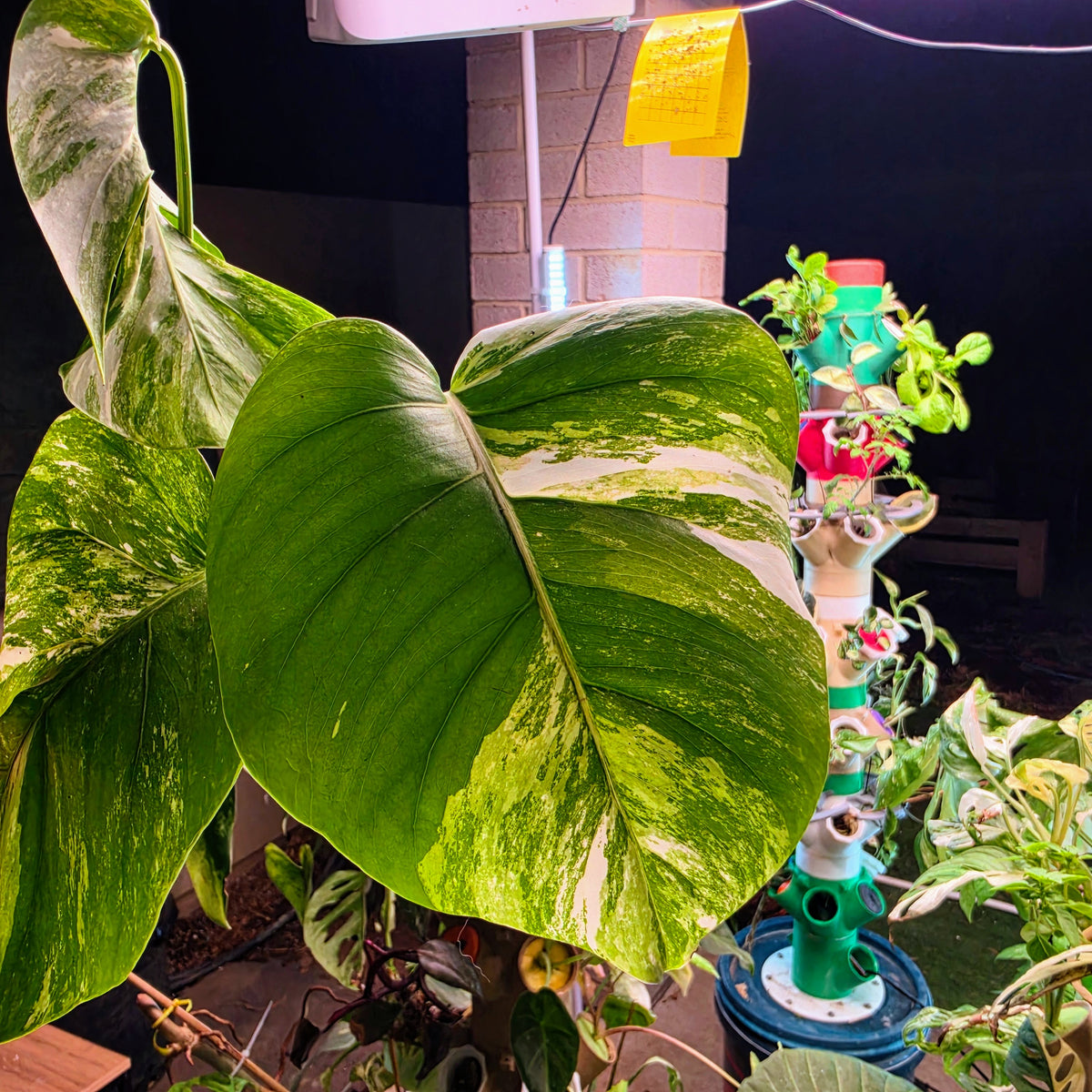 4 Leaf Monstera Albo Cutting PRICE INCLUDES SHIPPING