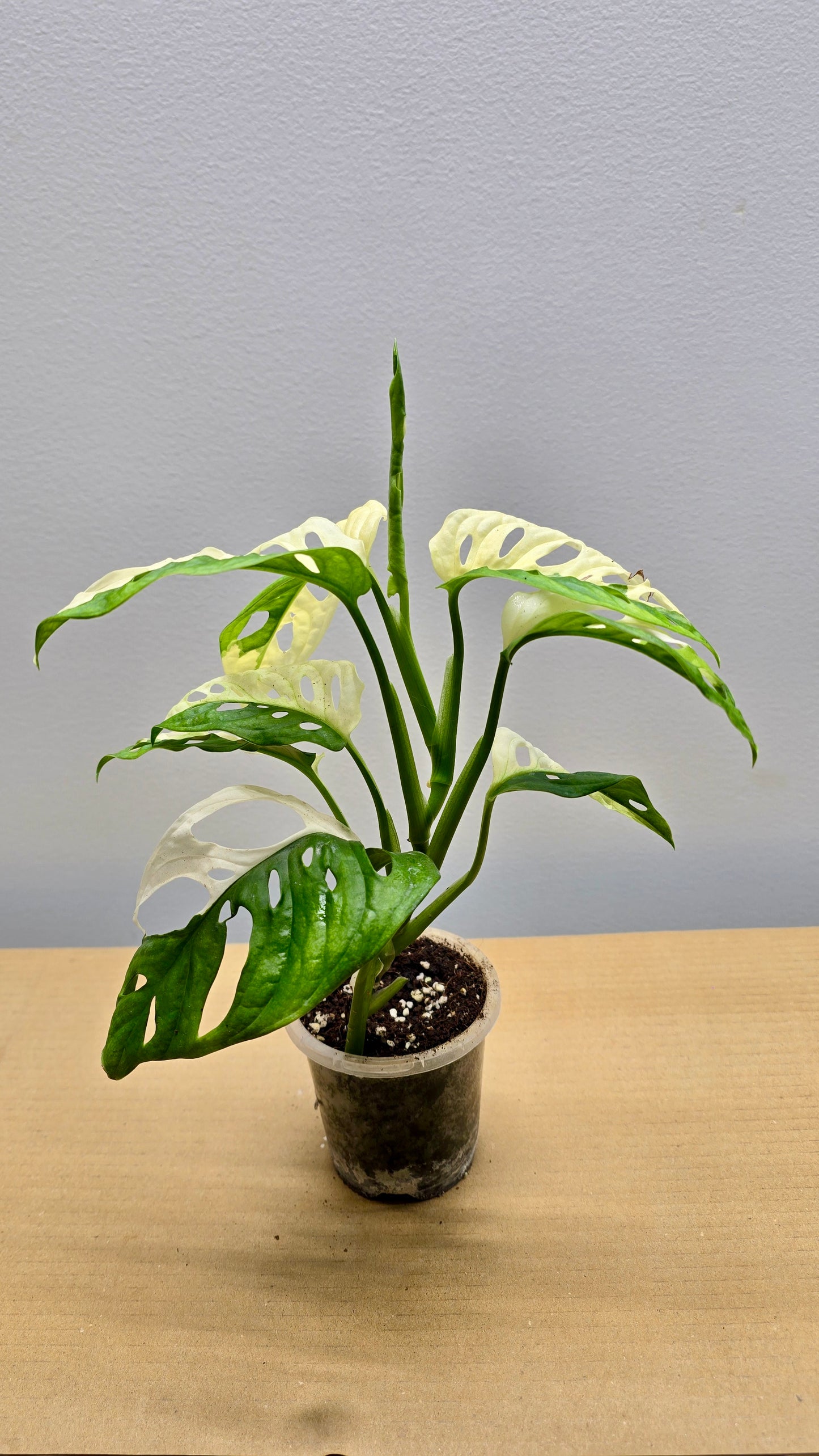 Half Moon Adansonii Variegata Mint image 1