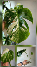 PM Genetics Monstera Albo Borsigiana — Cuttings Sale
From $29 image 1