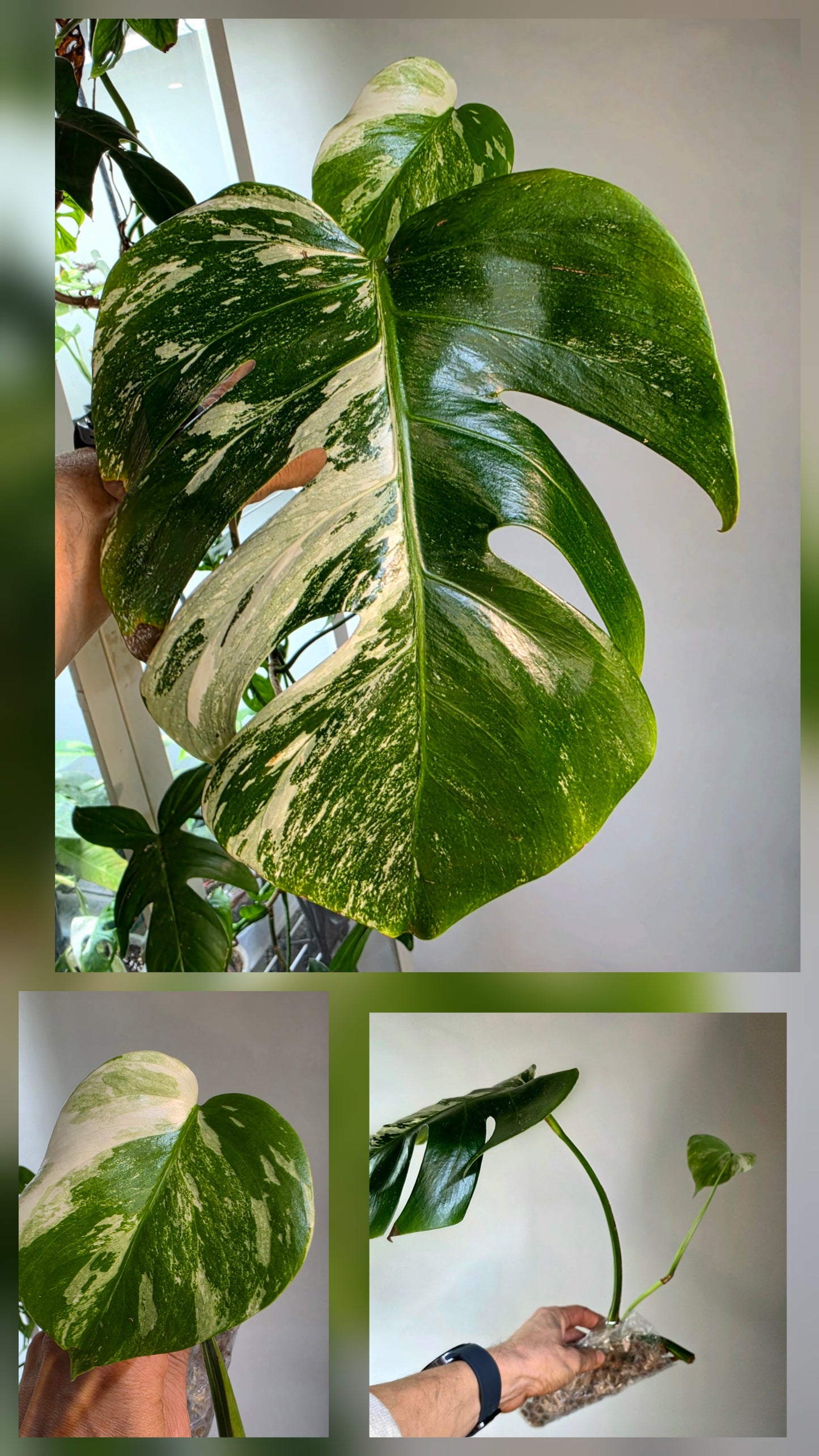PM Genetics Monstera Albo Borsigiana — Cuttings Sale
From $29 image 1