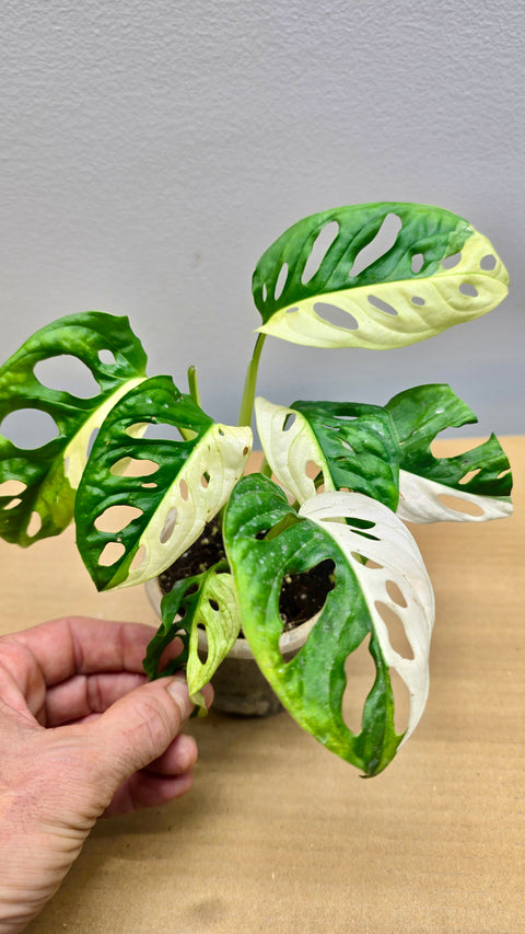 Half Moon Adansonii Variegata 8 Leaf Collector image 0