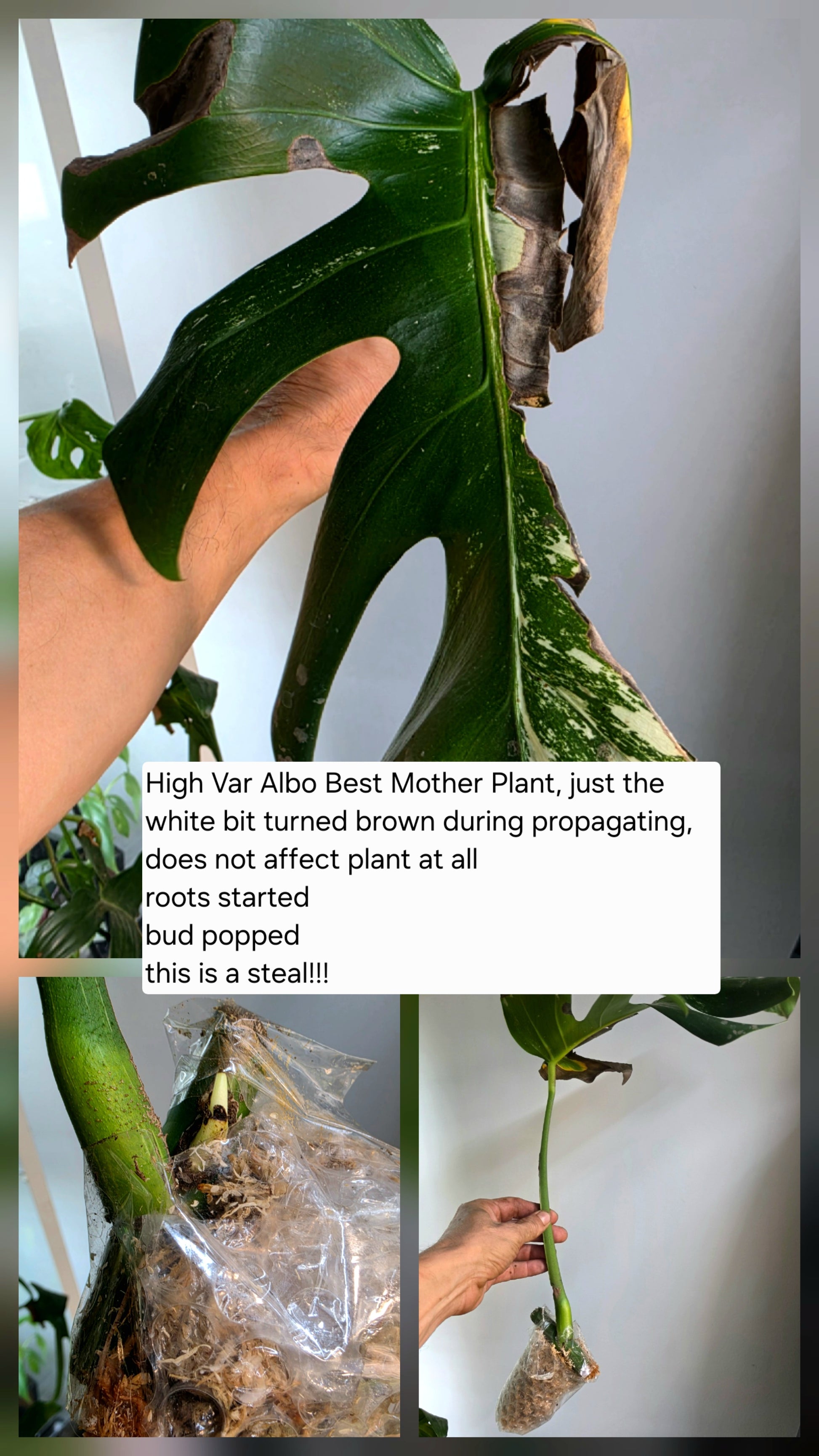 PM Genetics Monstera Albo Borsigiana — Cuttings Sale
From $29 image 7
