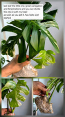 PM Genetics Monstera Albo Borsigiana — Cuttings Sale
From $29 image 13