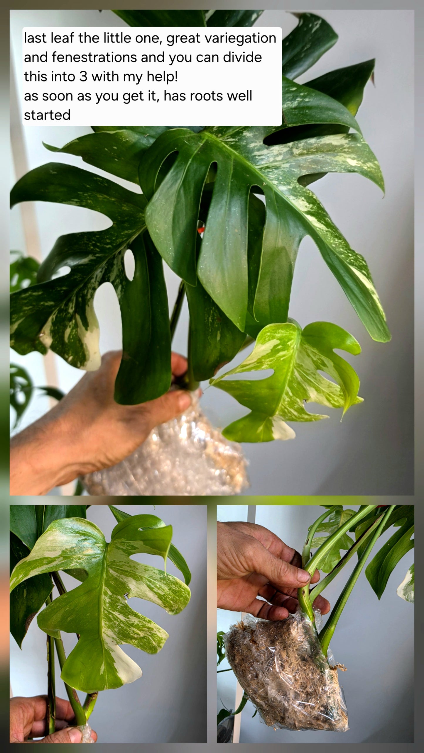 PM Genetics Monstera Albo Borsigiana — Cuttings Sale
From $29 image 13