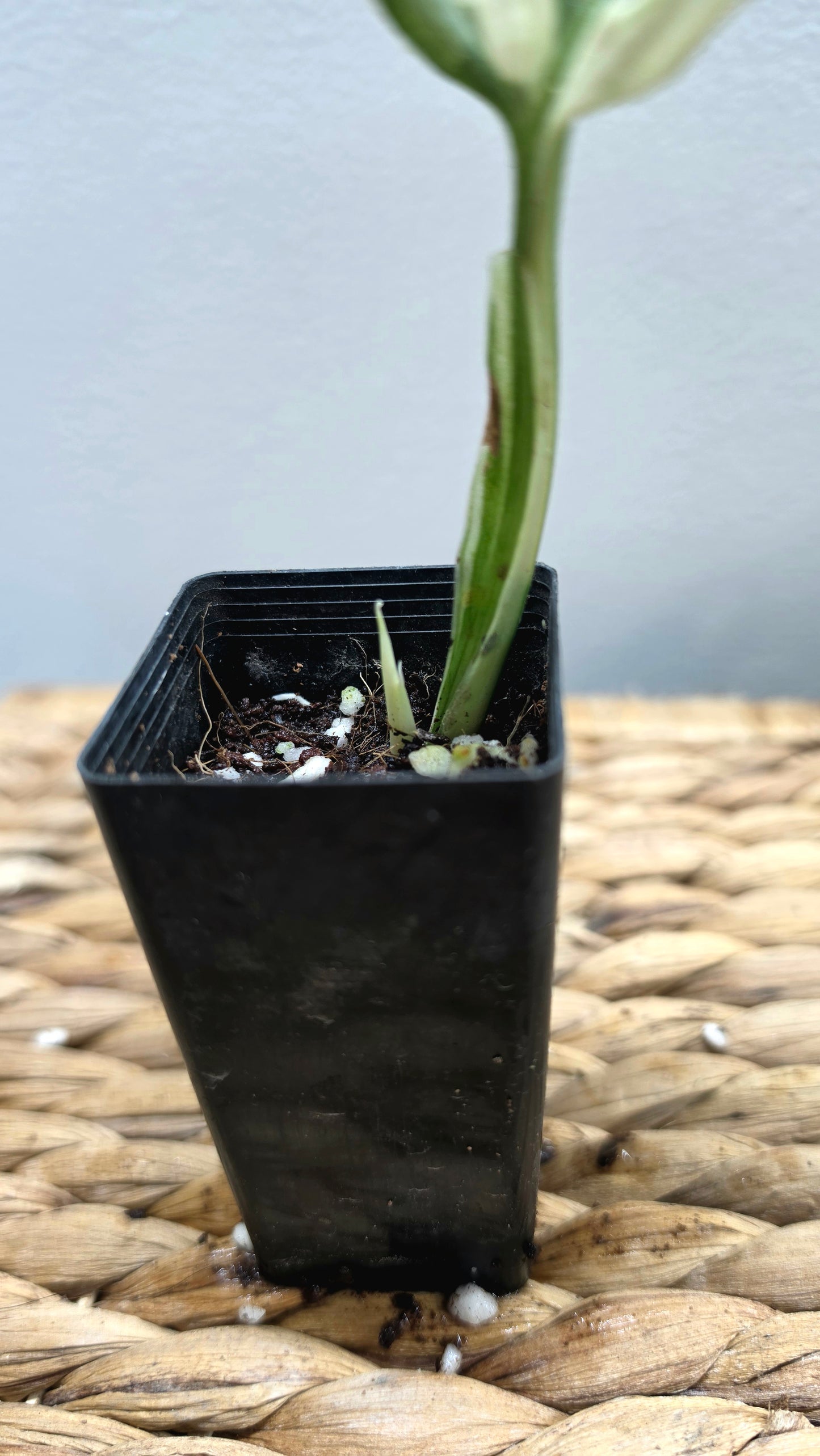 Adansonii Variegata Small image 6