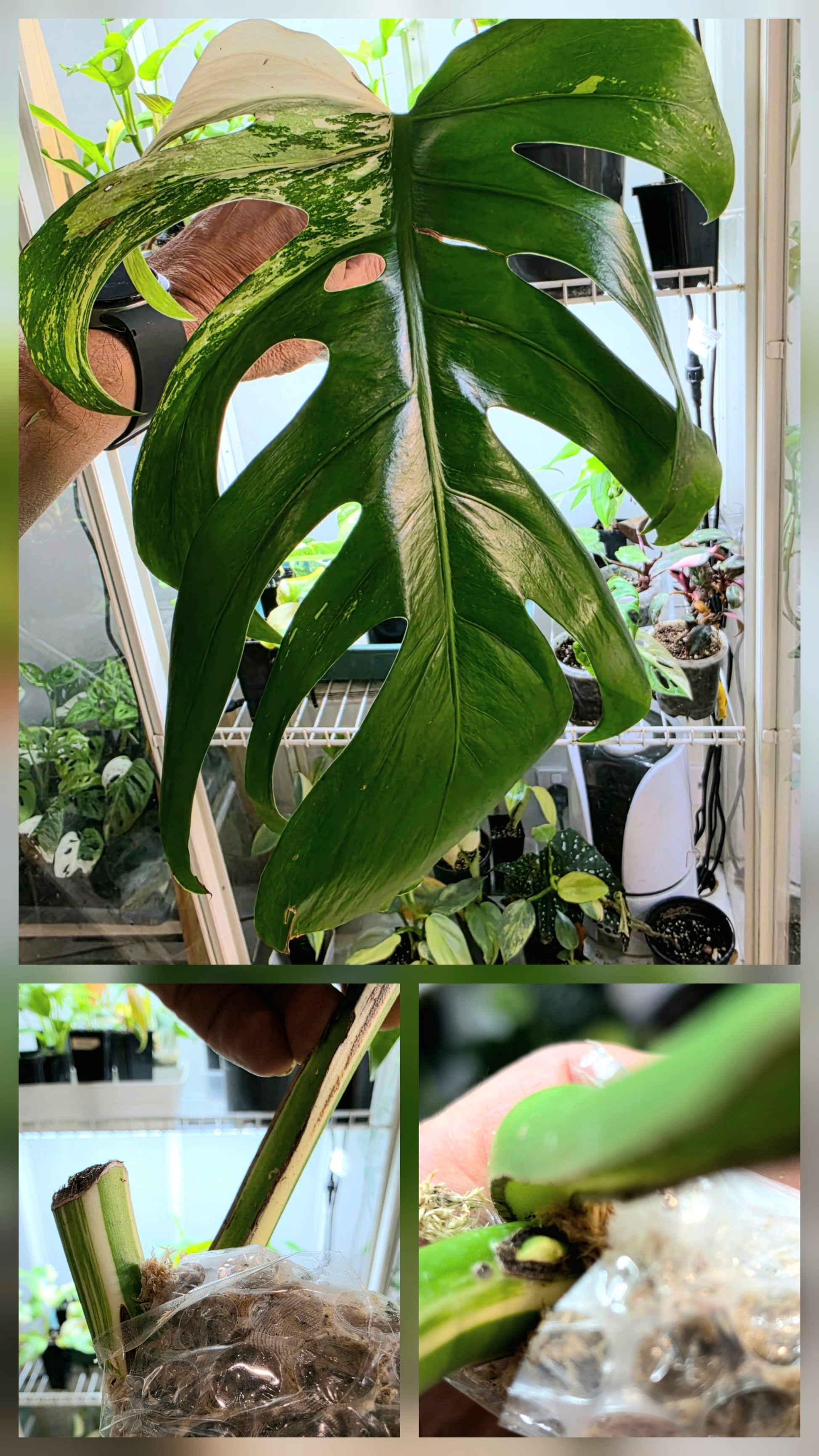 PM Genetics Monstera Albo Borsigiana — Cuttings Sale
From $29 image 0