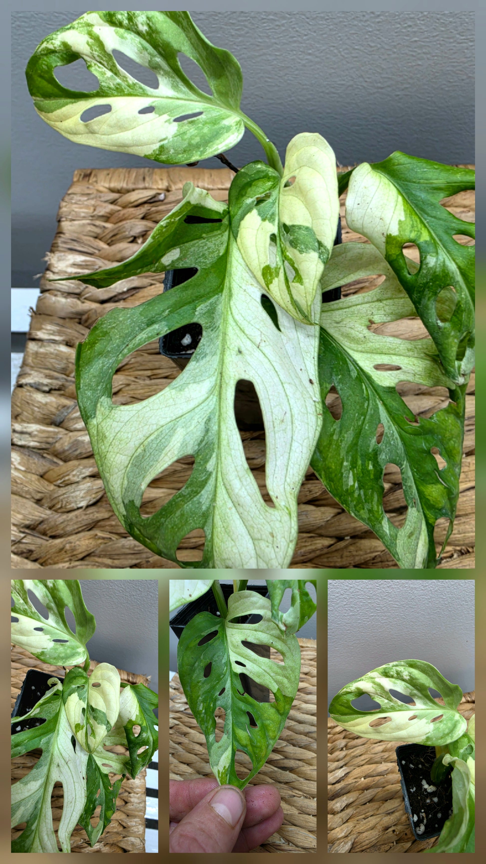 Adansonii Variegata Large image 10