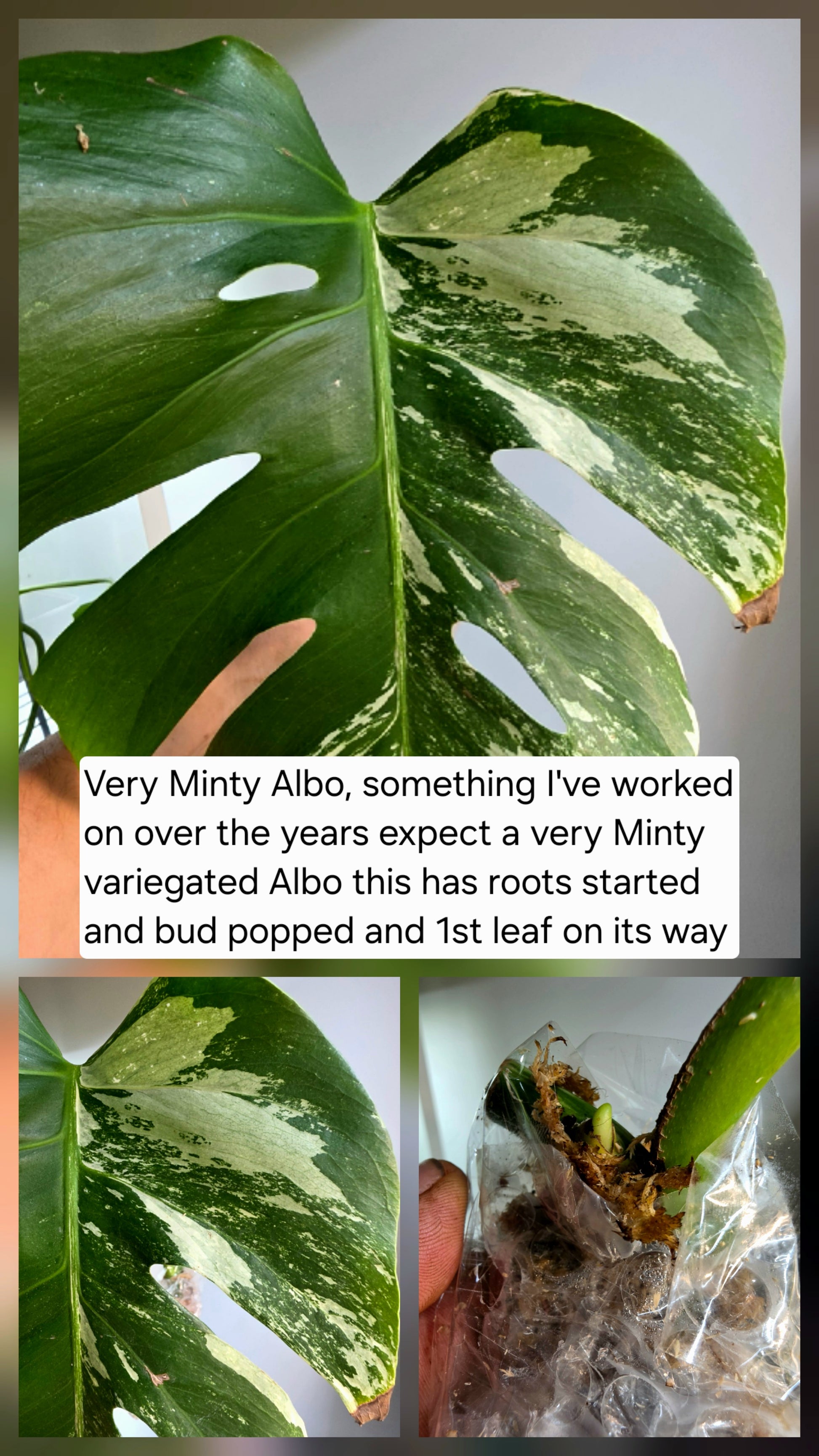 PM Genetics Monstera Albo Borsigiana — Cuttings Sale
From $29 image 14