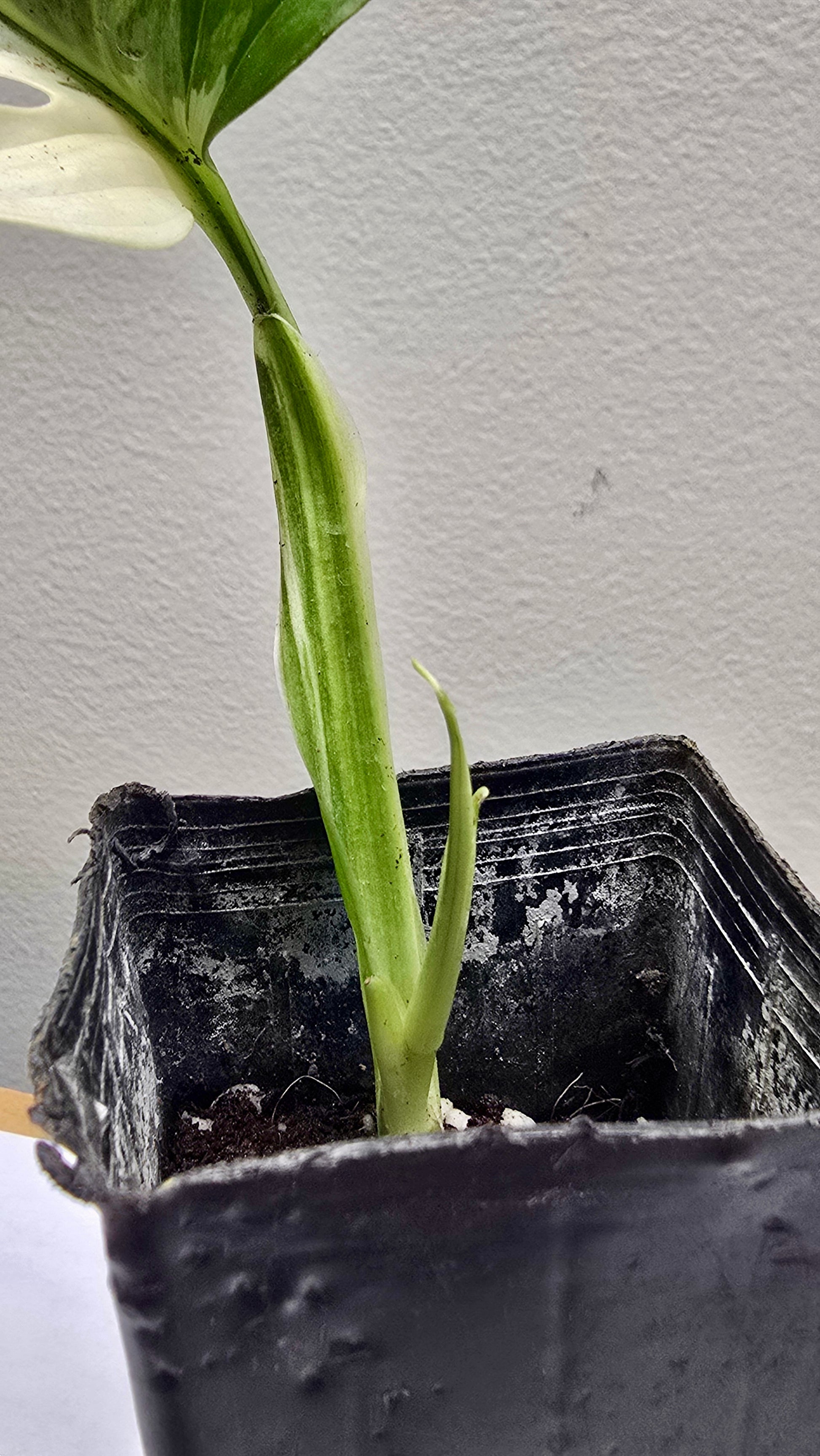 Adansonii Variegata + Foliage Focus image 1
