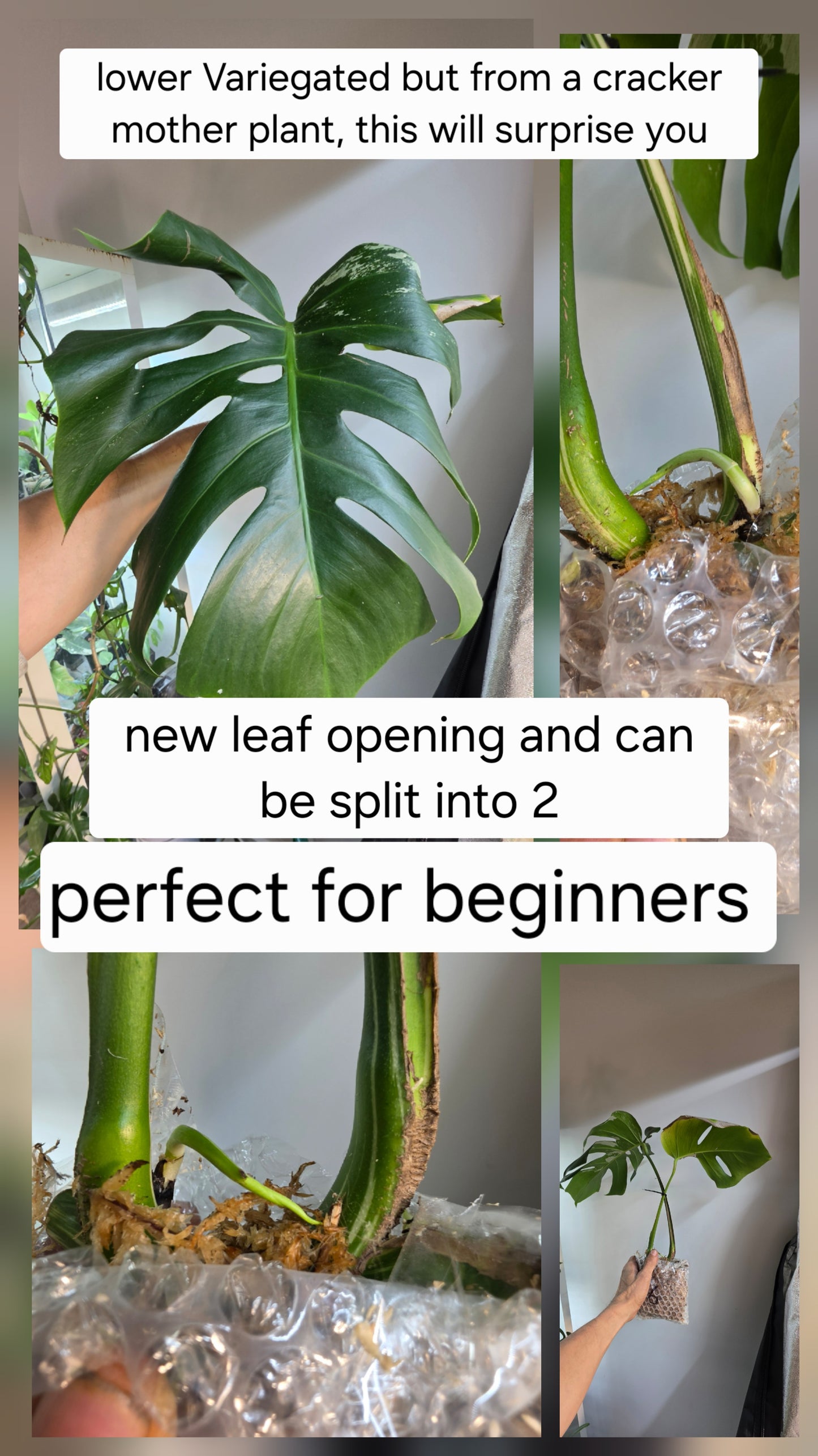 PM Genetics Monstera Albo Borsigiana — Cuttings Sale
From $29 image 5