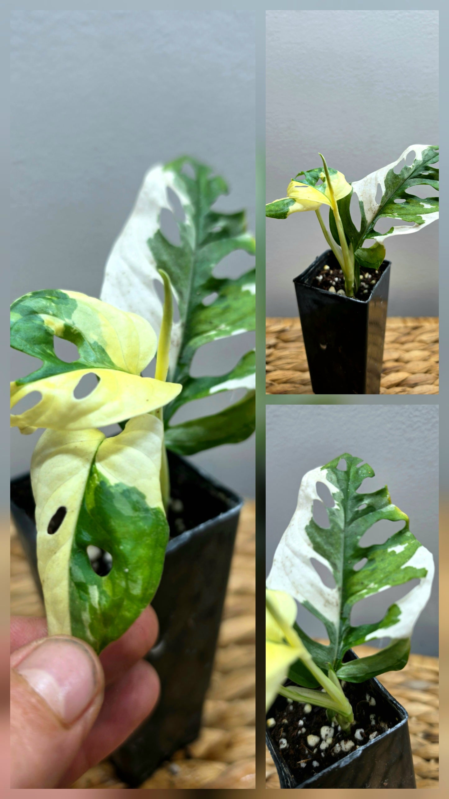 Adansonii Variegata Large image 3