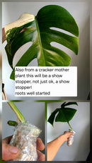 PM Genetics Monstera Albo Borsigiana — Cuttings Sale
From $29 image 10