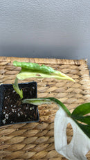 Adansonii Variegata Small image 8