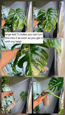 PM Genetics Monstera Albo Borsigiana — Cuttings Sale
From $29 image 11