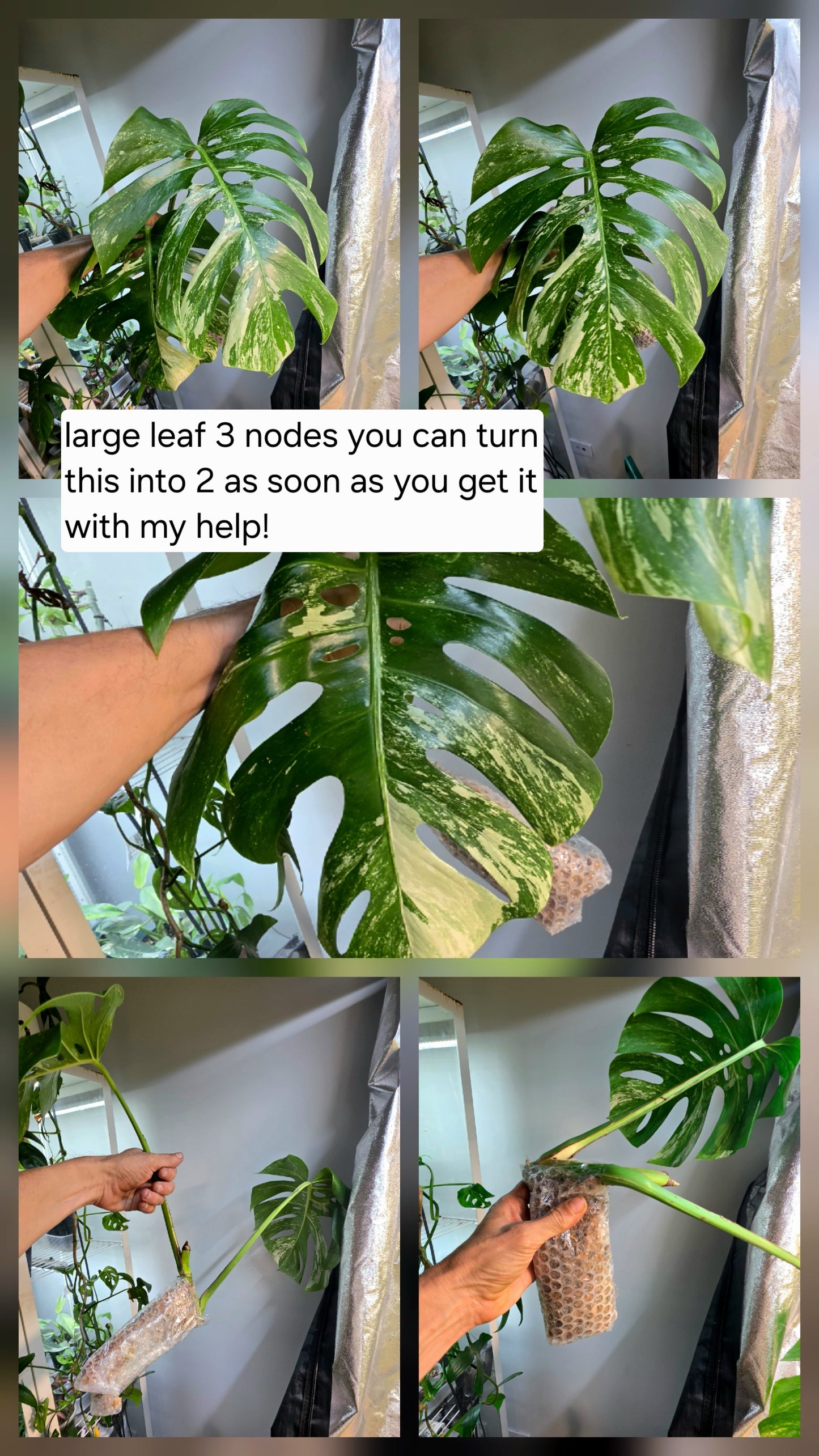 PM Genetics Monstera Albo Borsigiana — Cuttings Sale
From $29 image 11