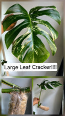 PM Genetics Monstera Albo Borsigiana — Cuttings Sale
From $29 image 3