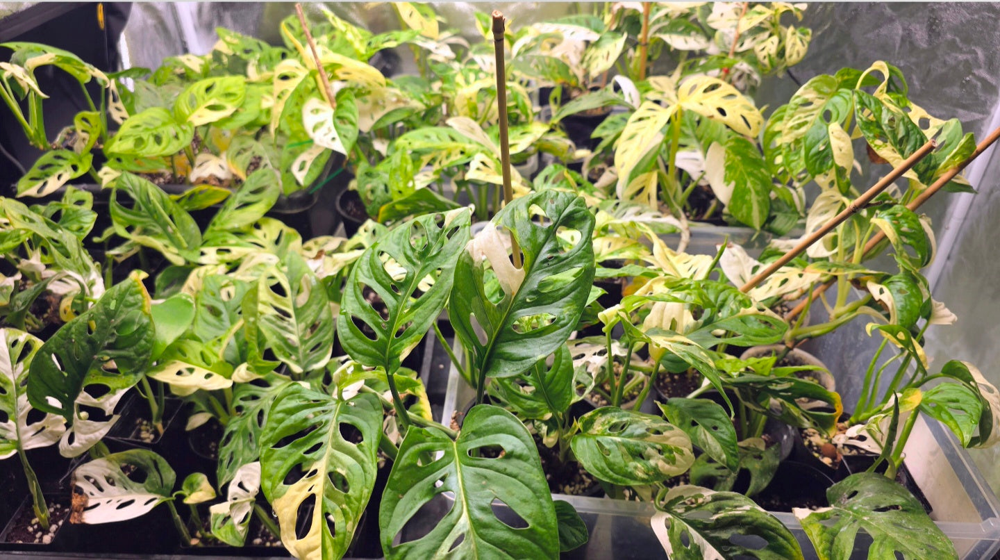 Adansonii Variegata Large image 0