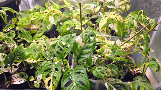 Adansonii Variegata Large image 0