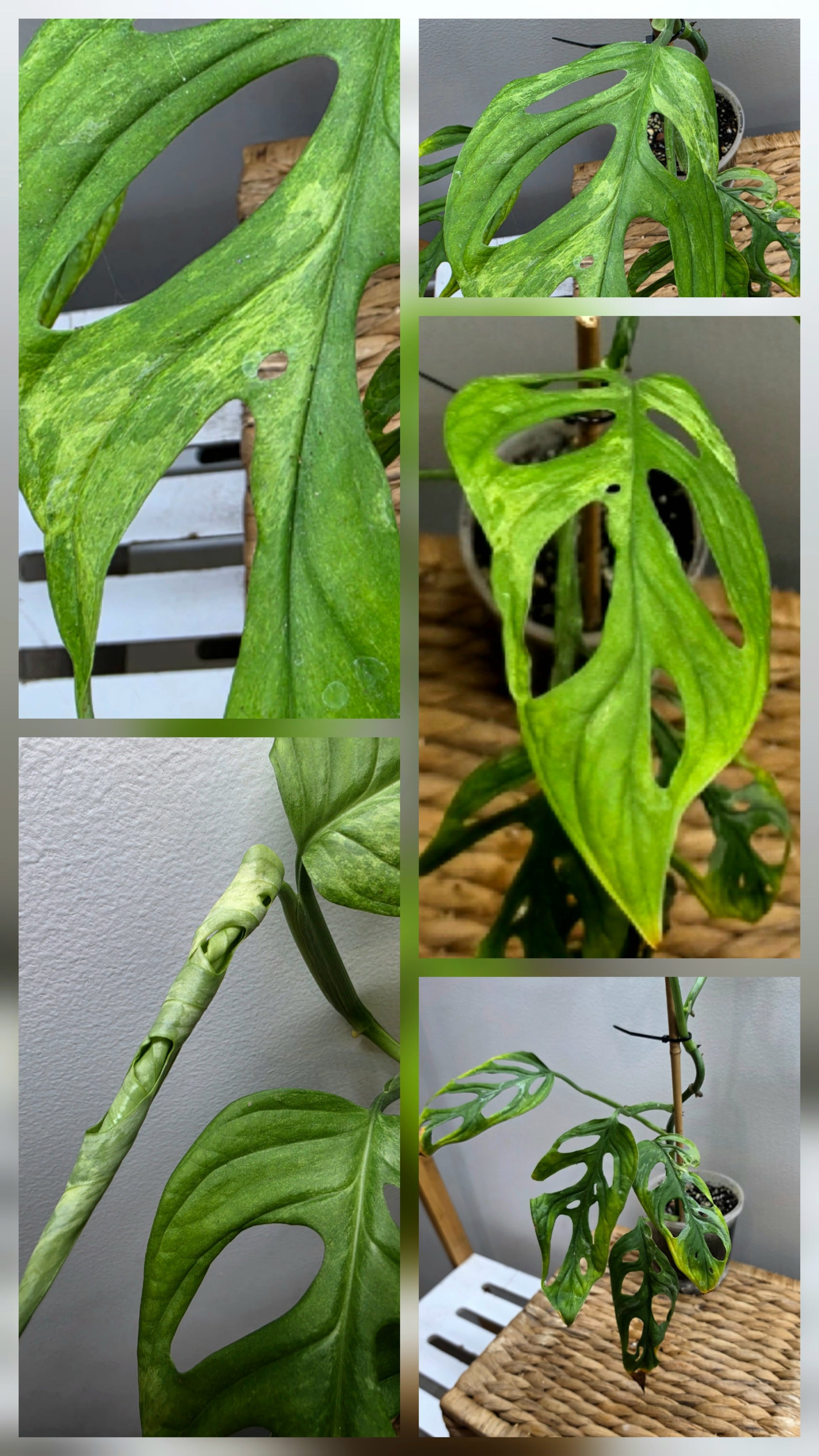 Adansonii Variegata Large image 5