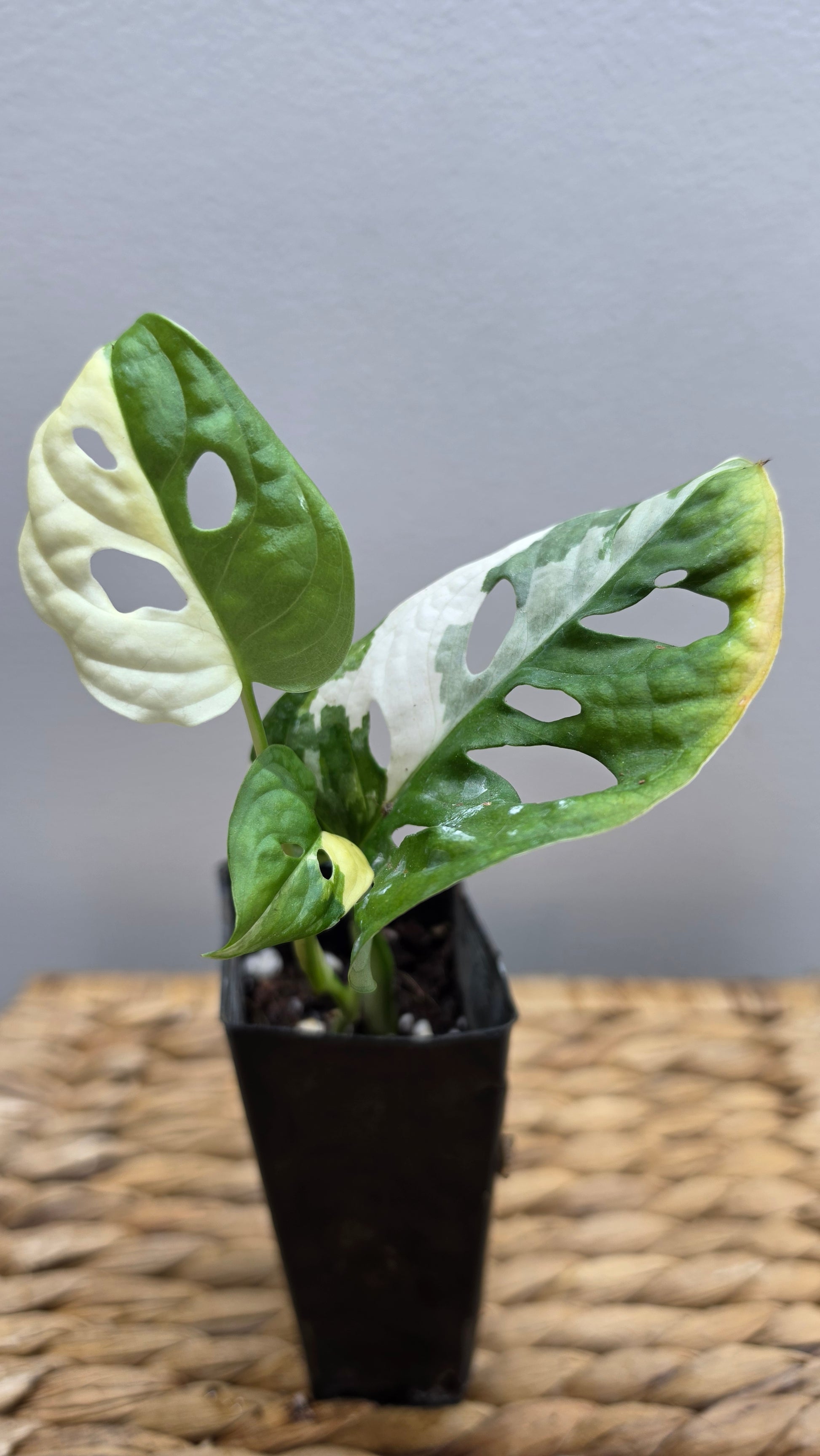 Adansonii Variegata Large image 2
