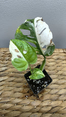 Adansonii Variegata Small image 9