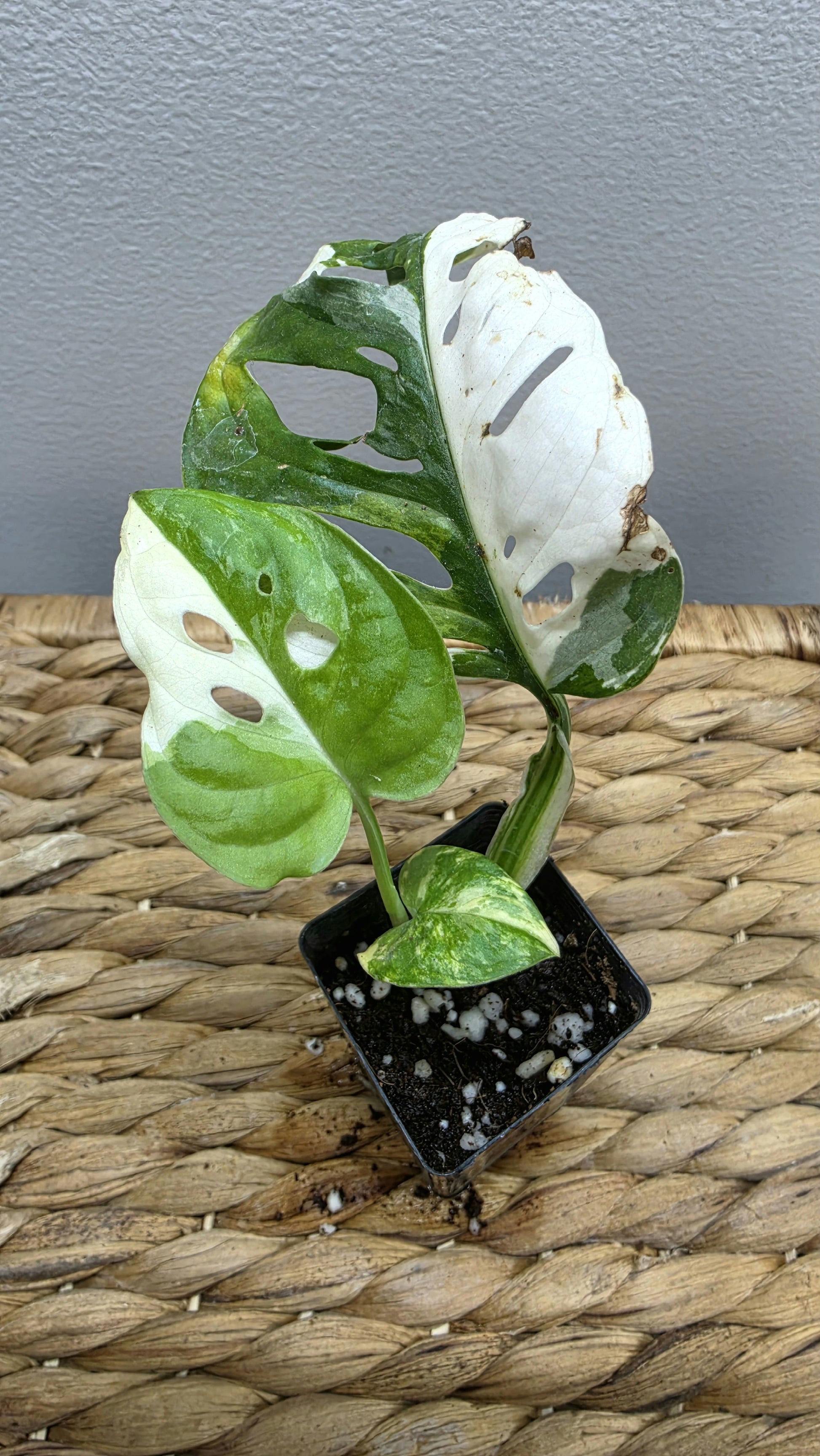 Adansonii Variegata Small image 9