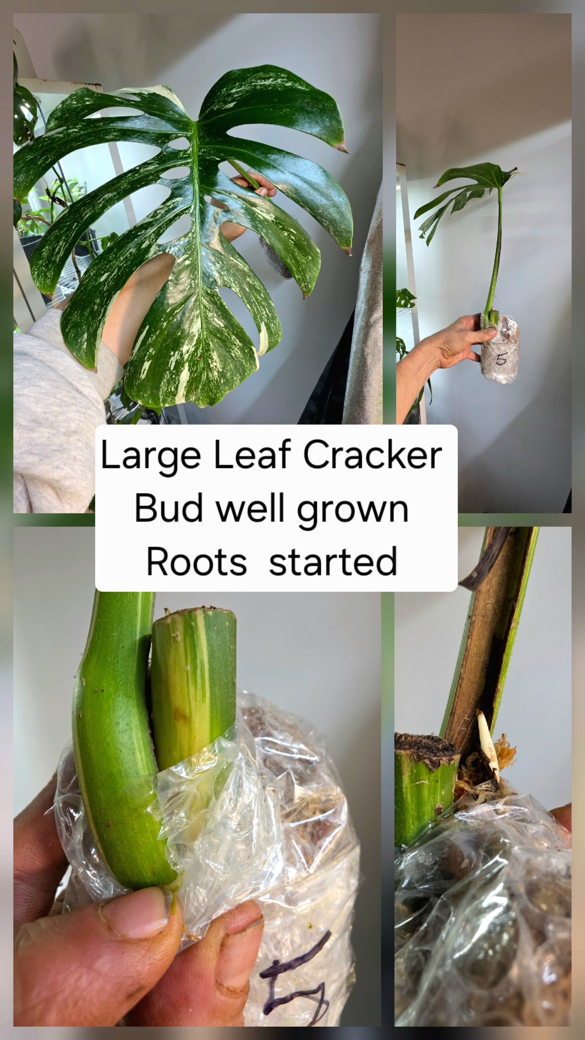 PM Genetics Monstera Albo Borsigiana — Cuttings Sale
From $29 image 4