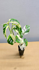 Japanese Tricolour Adansonii Variegata image 1