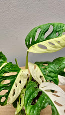Half Moon Adansonii Variegata 8 Leaf Collector image 1