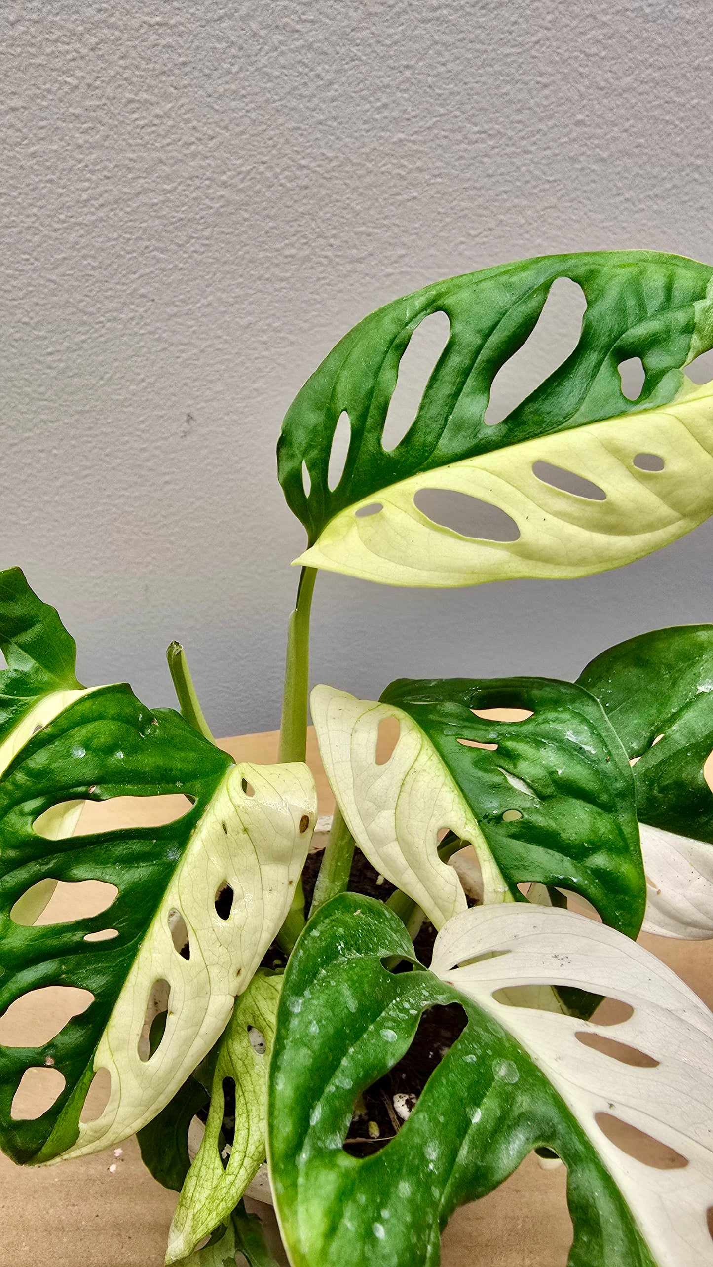 Half Moon Adansonii Variegata 8 Leaf Collector image 1