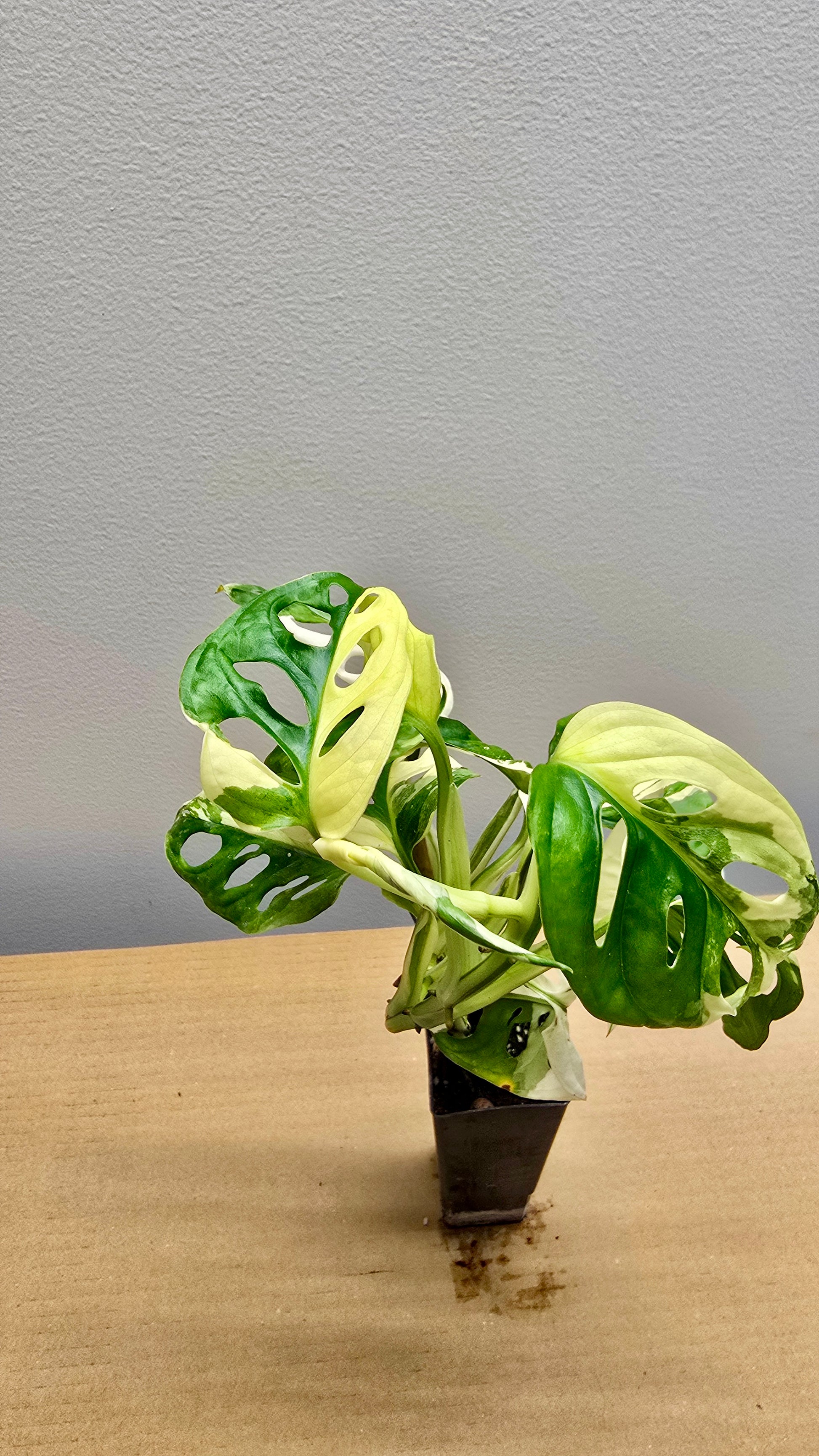 Japanese Tricolour Adansonii Variegata image 2