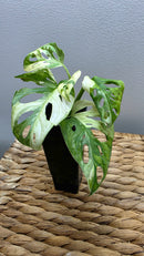 Adansonii Variegata Large image 9
