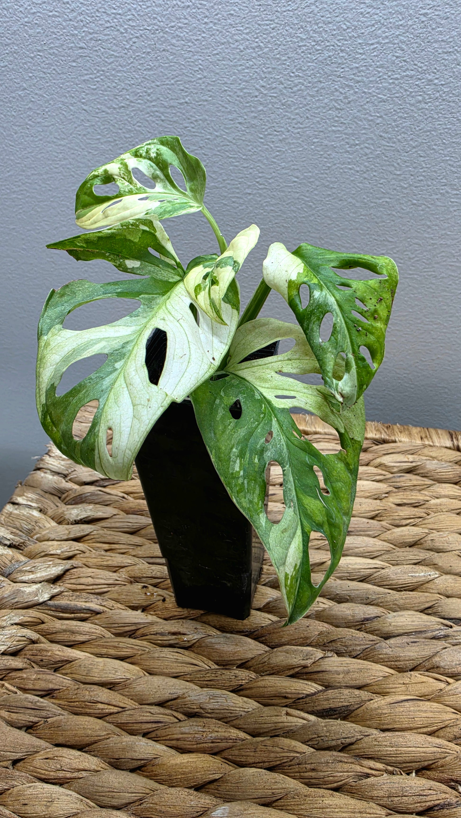 Adansonii Variegata Large image 9
