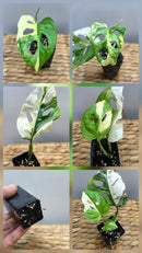 Adansonii Variegata Small image 0