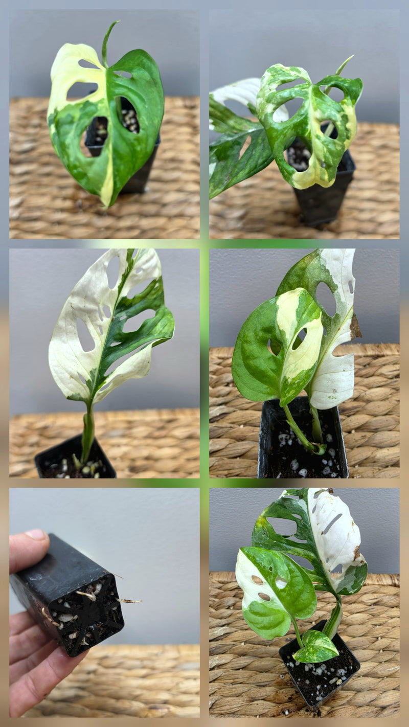 Adansonii Variegata Small image 0