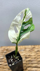 Adansonii Variegata Small image 5