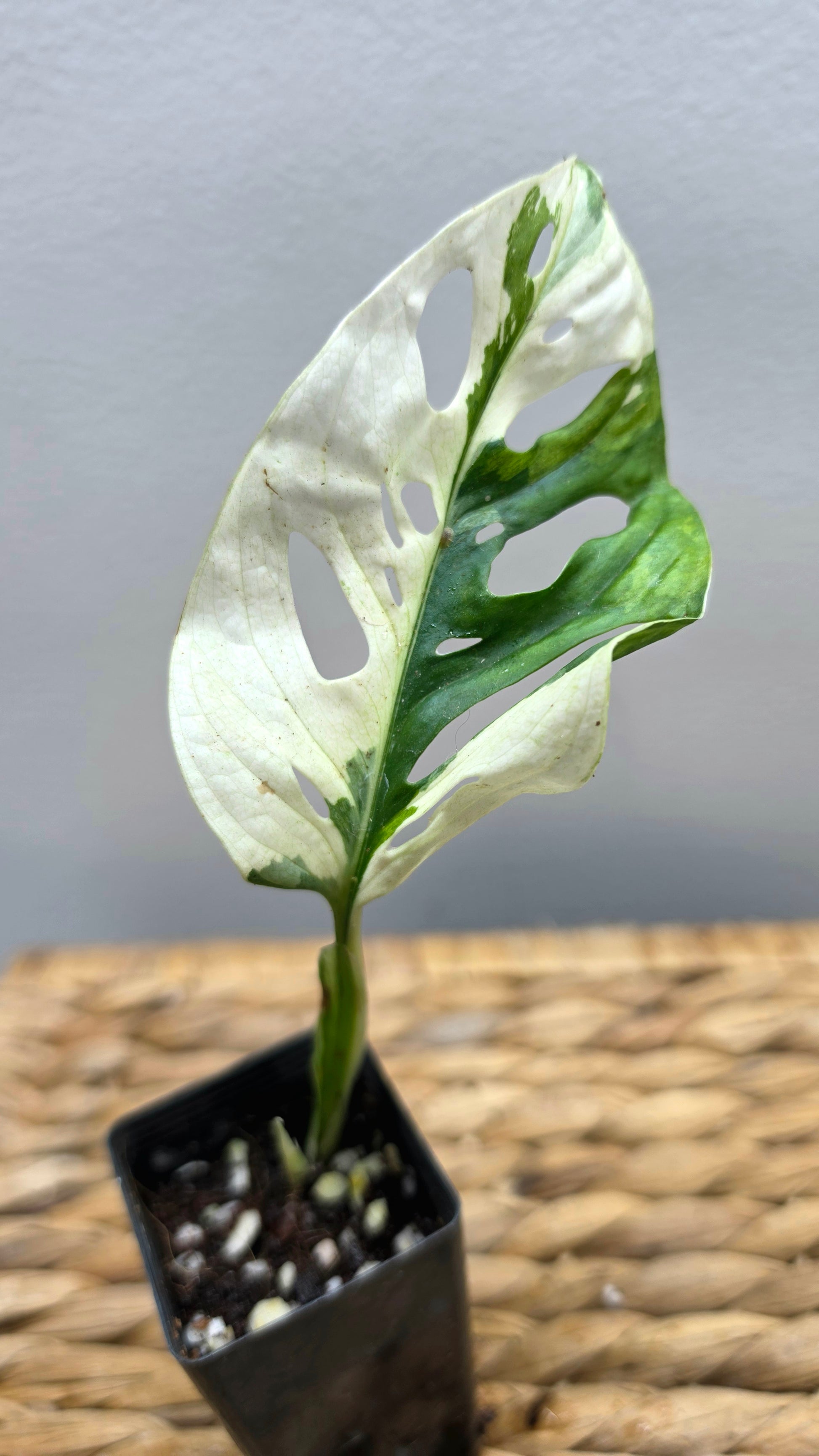 Adansonii Variegata Small image 5