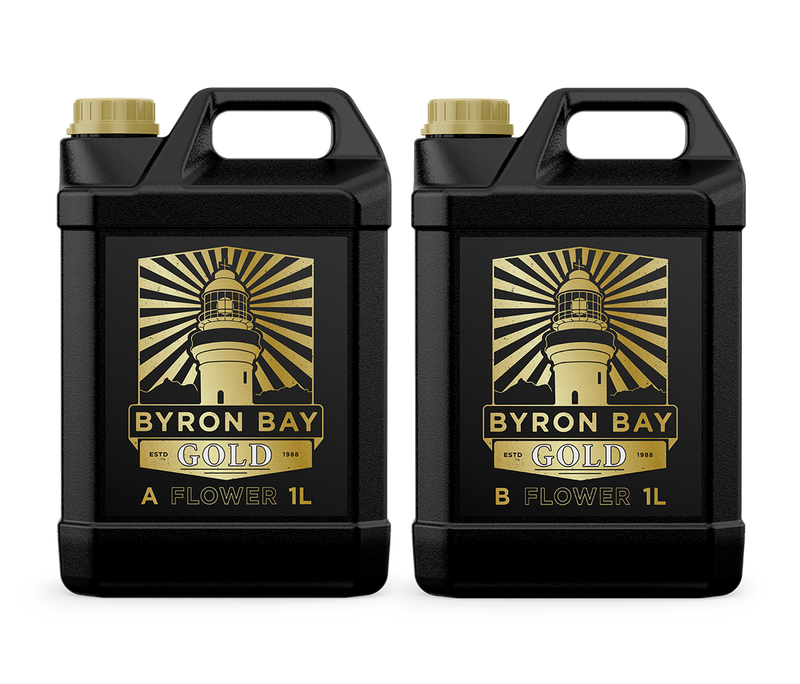 BYRON BAY GOLD FLOWER A+B