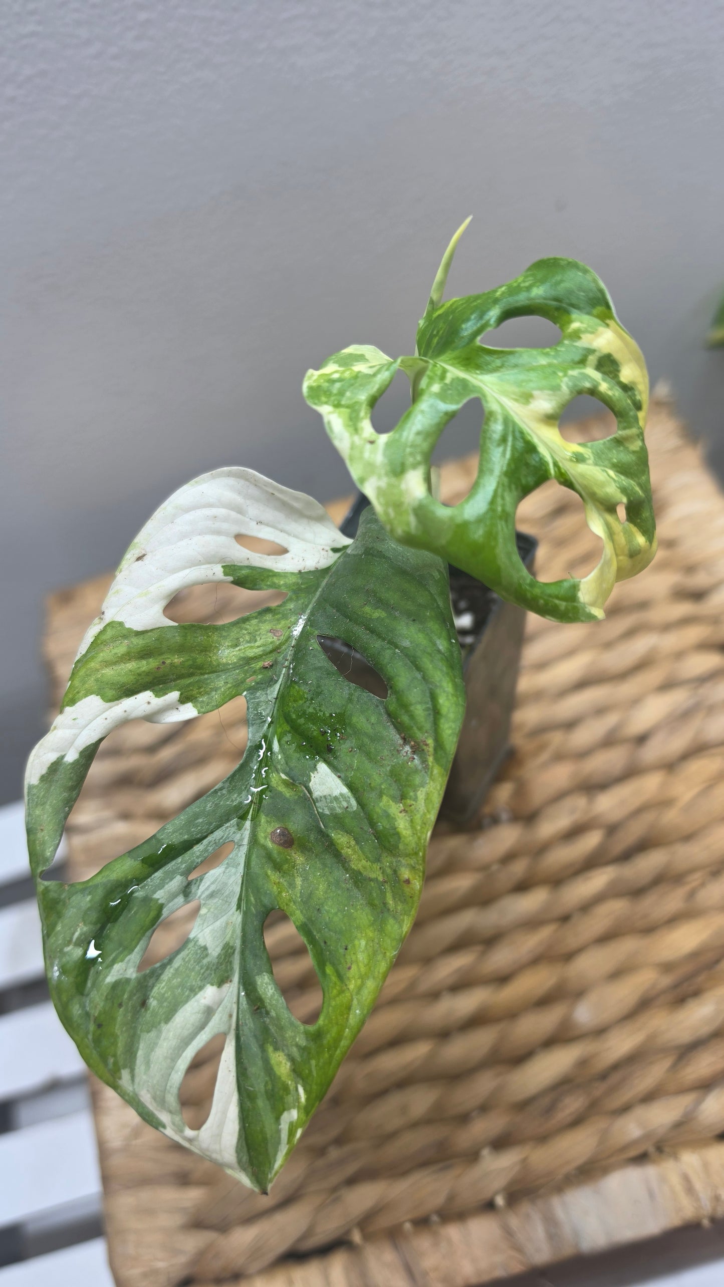 Adansonii Variegata Small image 1