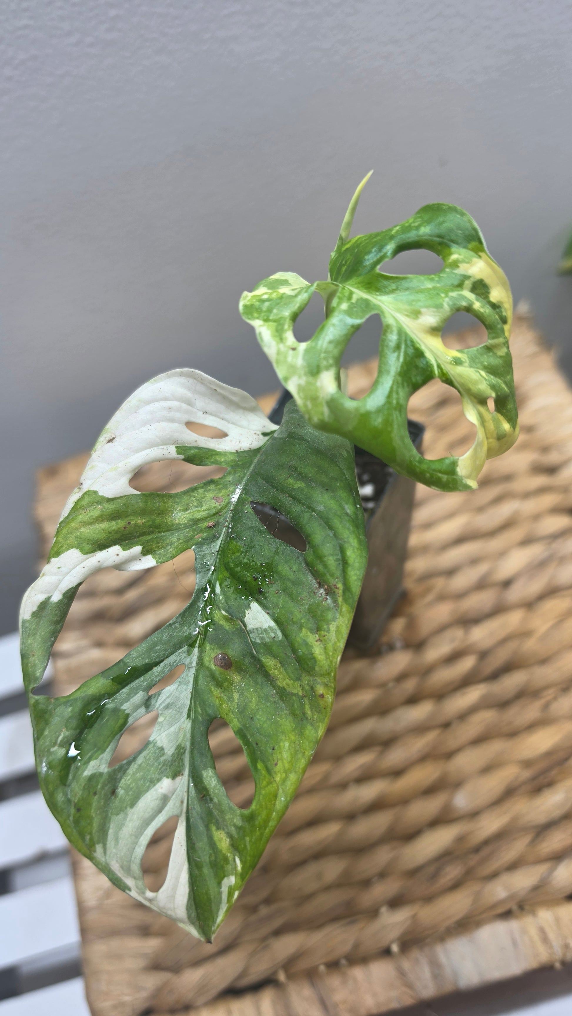Adansonii Variegata Small image 1