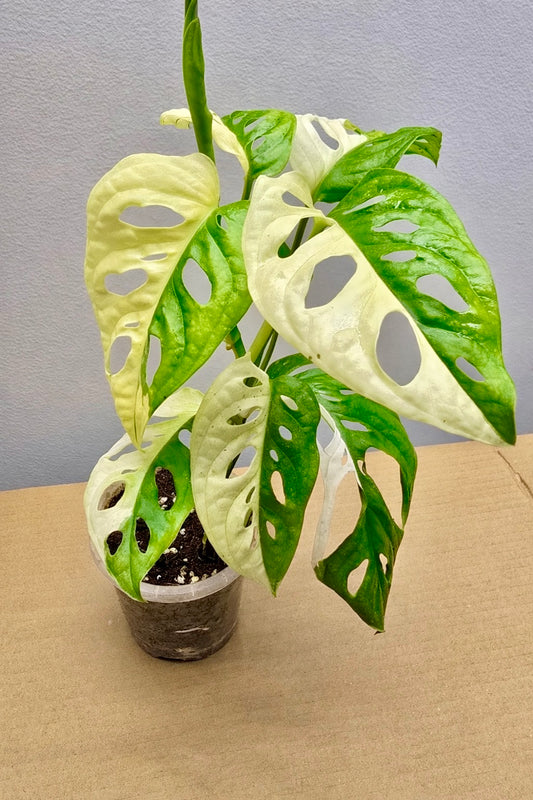 Half Moon Adansonii Variegata Mint image 0