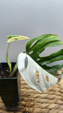 Adansonii Variegata Small image 7