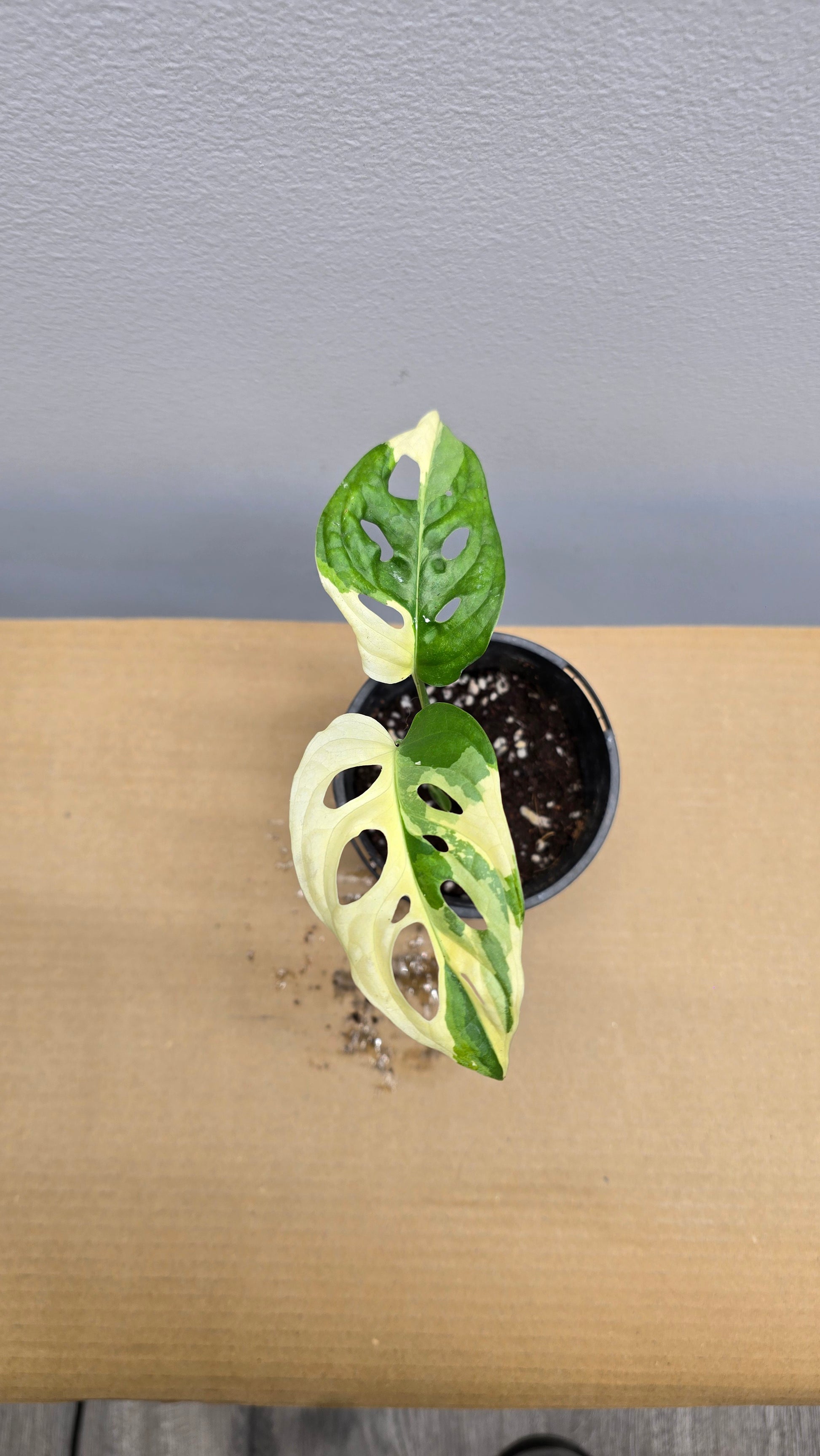 Adansonii Variegata + Foliage Focus image 1