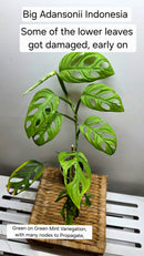 Adansonii Variegata Large image 4