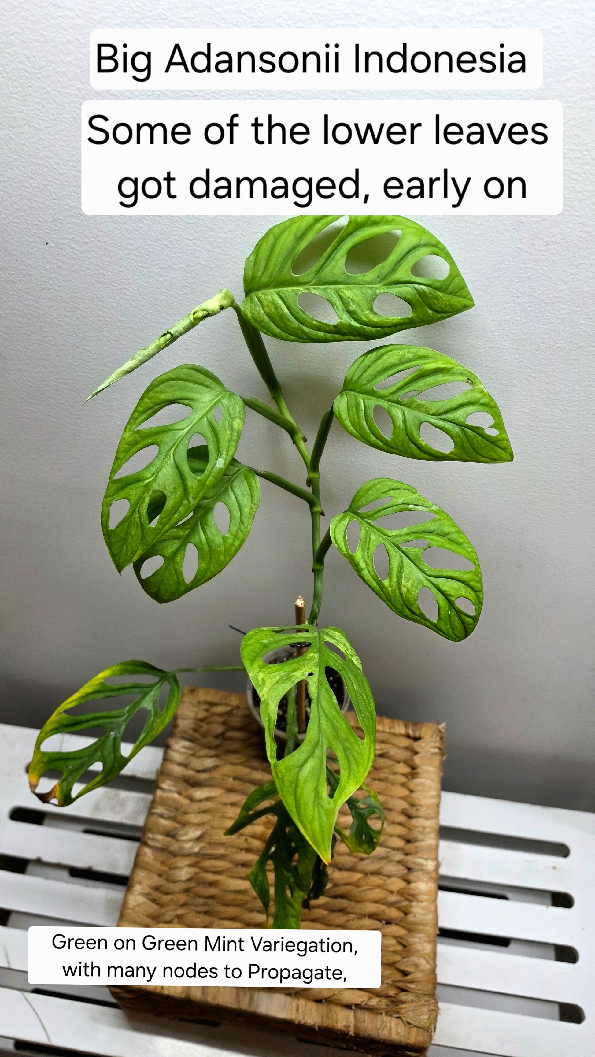 Adansonii Variegata Large image 4
