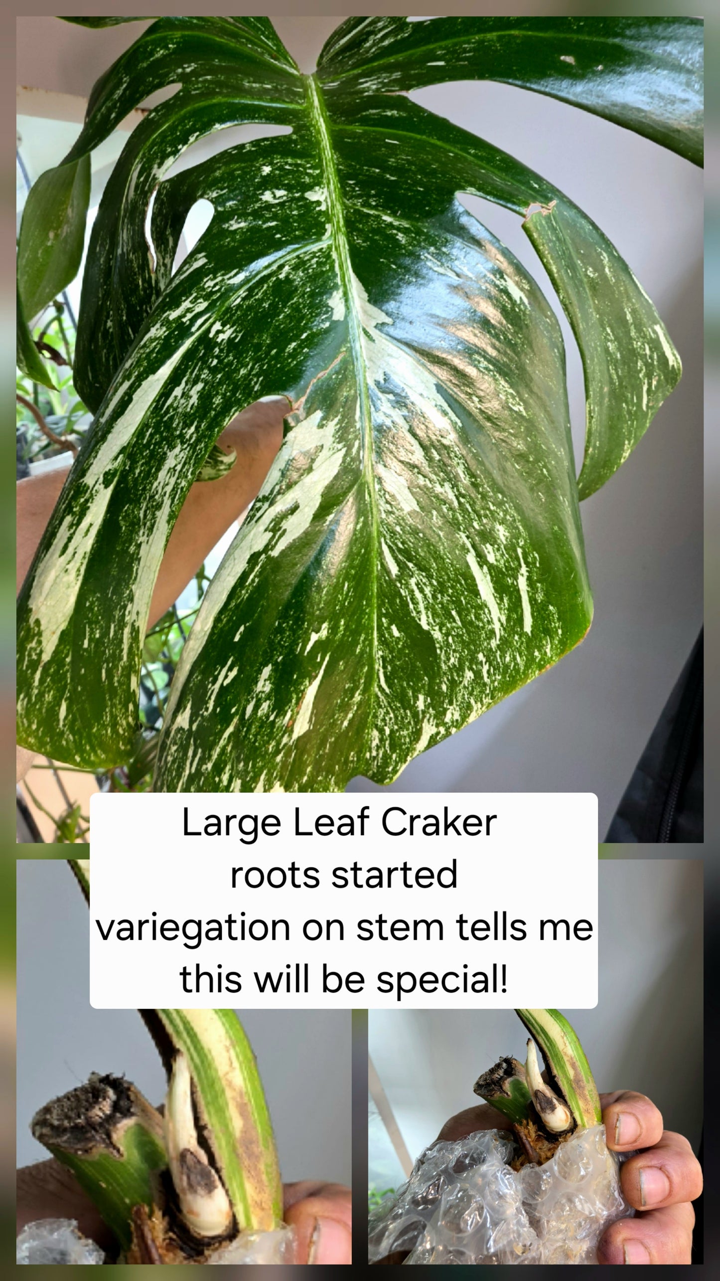 PM Genetics Monstera Albo Borsigiana — Cuttings Sale
From $29 image 6