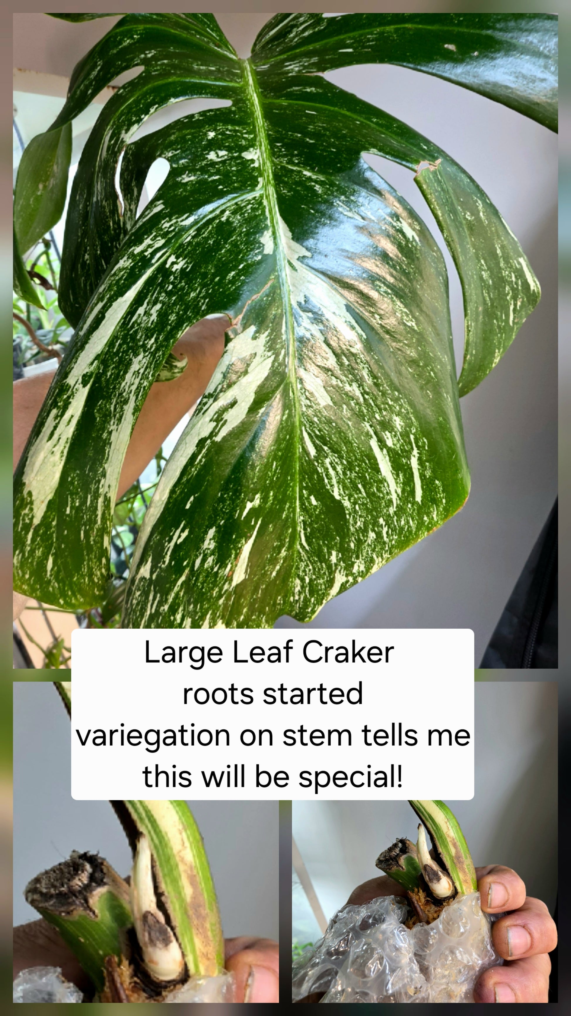 PM Genetics Monstera Albo Borsigiana — Cuttings Sale
From $29 image 6
