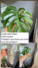 PM Genetics Monstera Albo Borsigiana — Cuttings Sale
From $29 image 8