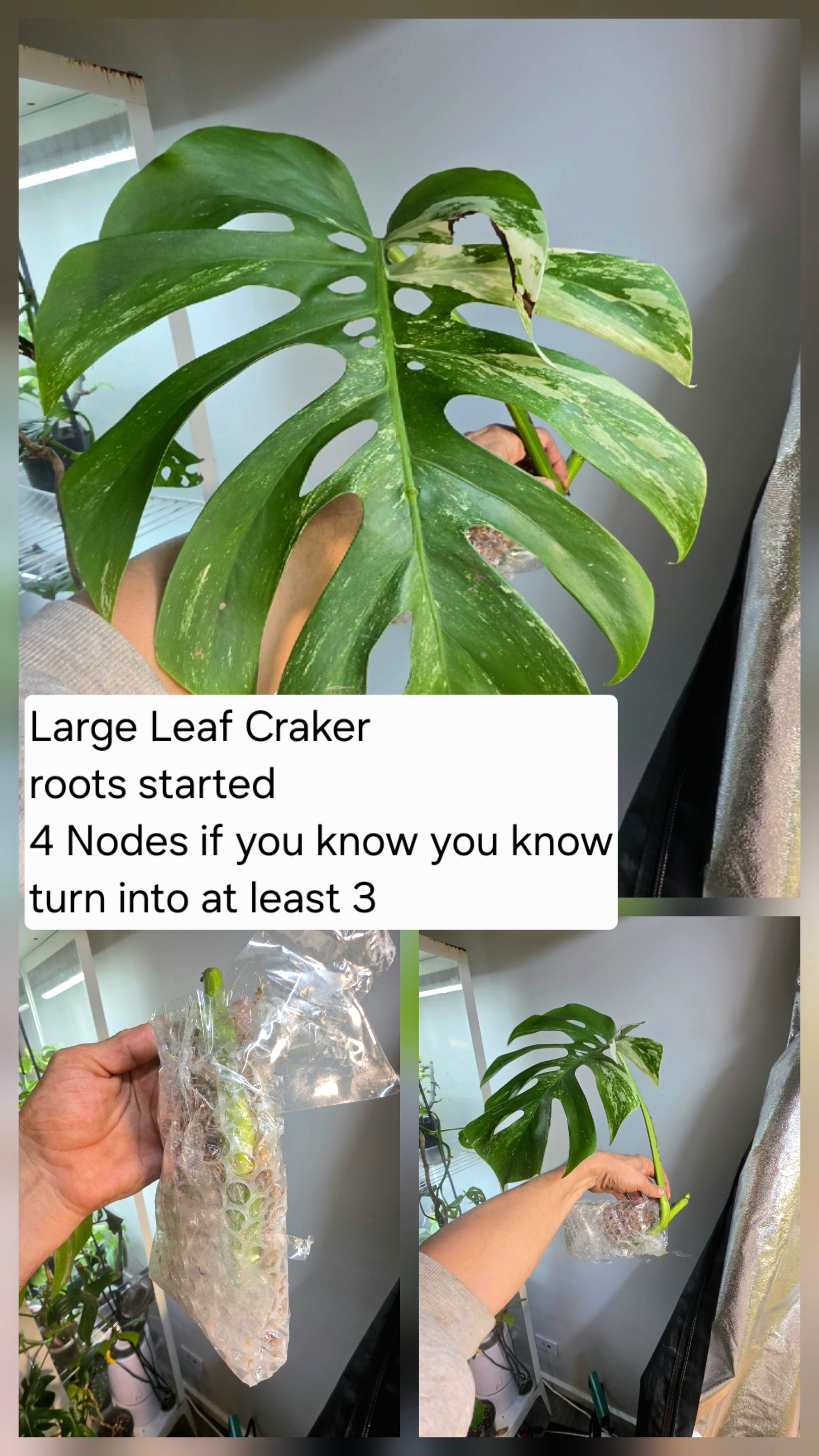 PM Genetics Monstera Albo Borsigiana — Cuttings Sale
From $29 image 8